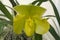 Beautiful lime green color of Oncidium orchid flower