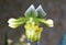 Beautiful lime green and white color of paphiopedilum orchid