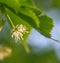 Beautiful linden tree blossoms in the summer. Medicinal, herbal, vegan, organic
