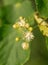 Beautiful linden tree blossoms in the summer. Medicinal, herbal, vegan, organic