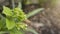 Beautiful Linden Tree Flowers in the garden