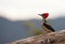 A beautiful Lineated Woodpecker