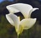 Beautiful lines of calla lily