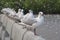 A beautiful lineup of Thai seagulls fronting a green mangrove, on a cement pier, watching the breathtaking river delta, below.