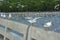 A beautiful lineup of Thai seagulls fronting a green mangrove, on a cement pier, watching the breathtaking river delta, below.