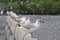 A beautiful lineup of Thai seagulls fronting a green mangrove, on a cement pier, watching the breathtaking river delta, below.