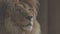Beautiful lion Close-up portrait. The King\'s View. Lion head, detailed portrait. An adult lion resting in the