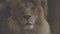 Beautiful lion Close-up portrait. The King\'s View. Lion head, detailed portrait. An adult lion resting in the