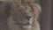Beautiful lion Close-up portrait. The King\'s View. Lion head, detailed portrait. An adult lion resting in the