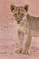 Beautiful lion cub on kalahari sand