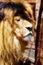 Beautiful Lion face, profile portrait. blur background.