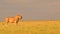 Beautiful Lion Hunts in the Field, Wild Nature, Wild Animal, Wildlife, Africa, Savanna