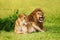 Beautiful lion and lioness resting at safari park