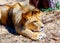 Beautiful Lion resting in the sunshine. blur background.