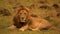 Beautiful Lion is Resting, Wild Nature, Wild Animal, Africa, Wildlife, Savanna