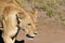 Beautiful lion seen while on safari in Tanzania