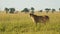 Beautiful lioness big 5 five prowling in low sun as the sun goes down, African Wildlife in Maasai Ma