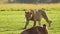 Beautiful lioness big 5 five prowling in low sun as the sun goes down, African Wildlife in Maasai Ma