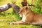 Beautiful lioness having rest laying on a grass