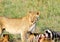 A beautiful lioness infront of killed zebra