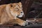 Beautiful lioness looks puzzled and questioningly, lying down. powerful paws and a clear look behind the frame, a dark background