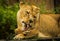 Beautiful lioness lying down grooming her paws