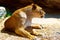 Beautiful Lioness resting in the sunshine. rock background.