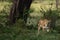 Beautiful lioness, seen while on safari in Tanzania