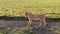 A beautiful lioness stands and looks around in the Ngorongoro National Park.