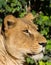 Beautiful Lioness at the zoo park Lignano Sabbiadoro Italy