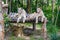 Beautiful lionesses in a Park on the island of Phu Quoc