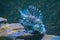 Beautiful lionfish swims in blue water, fish