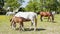 Beautiful Lipizzaner horses