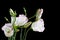 Beautiful lisianthus flowers on black