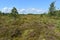 Beautiful Lithuania nature .Swamp Musa near Latvian border .