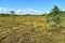 Beautiful Lithuania nature .Swamp Musa near Latvian border .