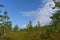 Beautiful Lithuania nature .Swamp Musa near Latvian border .