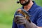 Beautiful little American kestrel perches on the glove of a falconer during a flight demonstration