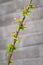 Beautiful little apple tree flower with blurred gray brick wall background