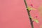 Beautiful little apple tree flower on a branch  on red background