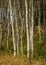 Beautiful little Aspen tree grove in the Idaho wilderness