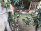 Beautiful little authentic cute village patio with green plants, flowers and bushes and a veranda