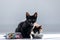 Beautiful little black kitten looking at camera while the other cat licking milk from a bowl placed on the living room floor