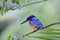 Beautiful little blue bird with orange chest to belly and sharp beaks eyeing to small fish in stream, blue-eared kingfisher