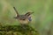 Beautiful little brown bird with velvet blue feathers on its chest lovely down standing on mossy grass over green background, male