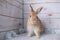 Beautiful little bunny on a rug at home