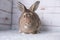 Beautiful little bunny on a rug at home