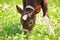 Beautiful little calf in green grass