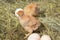 Beautiful little chicken, eggs and eggshell in nest. Newborn chicks on chicken farm