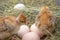 Beautiful little chicken, eggs and eggshell in nest. Newborn chicks on chicken farm